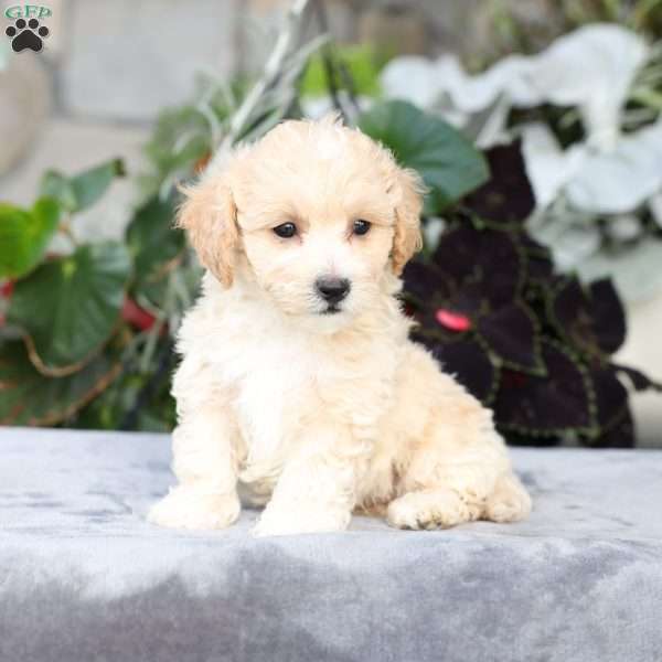 Cruize, Bich-Poo Puppy